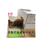 茶トラのおこげとまろん（個別スタンプ：10）