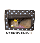 茶トラのおこげとまろん（個別スタンプ：17）