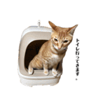 茶トラのおこげとまろん（個別スタンプ：24）