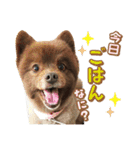 ポメラニアンのレオンとゆかいな仲間たち（個別スタンプ：1）