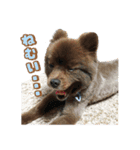 ポメラニアンのレオンとゆかいな仲間たち（個別スタンプ：4）