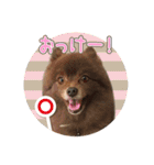 ポメラニアンのレオンとゆかいな仲間たち（個別スタンプ：5）