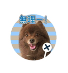 ポメラニアンのレオンとゆかいな仲間たち（個別スタンプ：6）