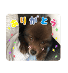 ポメラニアンのレオンとゆかいな仲間たち（個別スタンプ：7）