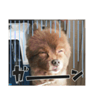 ポメラニアンのレオンとゆかいな仲間たち（個別スタンプ：8）