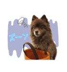ポメラニアンのレオンとゆかいな仲間たち（個別スタンプ：10）