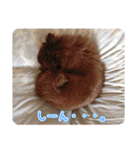 ポメラニアンのレオンとゆかいな仲間たち（個別スタンプ：14）