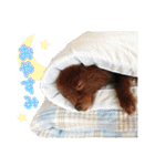 ポメラニアンのレオンとゆかいな仲間たち（個別スタンプ：16）