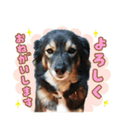 ポメラニアンのレオンとゆかいな仲間たち（個別スタンプ：18）