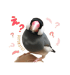 ポメラニアンのレオンとゆかいな仲間たち（個別スタンプ：26）