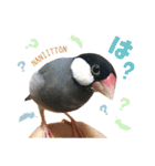 ポメラニアンのレオンとゆかいな仲間たち（個別スタンプ：27）