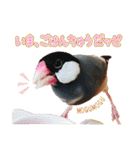 ポメラニアンのレオンとゆかいな仲間たち（個別スタンプ：28）
