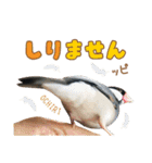 ポメラニアンのレオンとゆかいな仲間たち（個別スタンプ：29）