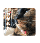 ポメラニアンのレオンとゆかいな仲間たち（個別スタンプ：30）