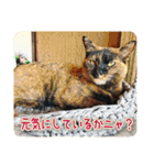 ポメラニアンのレオンとゆかいな仲間たち（個別スタンプ：32）