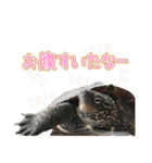 ポメラニアンのレオンとゆかいな仲間たち（個別スタンプ：34）