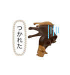 サファリの木製どうぶつたち（個別スタンプ：33）