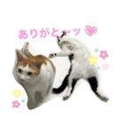 トラチワちゃん♪♪♡（個別スタンプ：2）