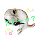 トラチワちゃん♪♪♡（個別スタンプ：8）