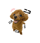 トイプーのピノちゃん（個別スタンプ：13）