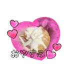 猫のスタンプฅ(^^ฅ) vol.2.1（個別スタンプ：1）