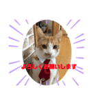 猫のスタンプฅ(^^ฅ) vol.2.1（個別スタンプ：2）