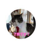 猫のスタンプฅ(^^ฅ) vol.2.1（個別スタンプ：3）