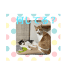 猫のスタンプฅ(^^ฅ) vol.2.1（個別スタンプ：4）