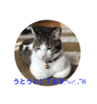 猫のスタンプฅ(^^ฅ) vol.2.1（個別スタンプ：5）