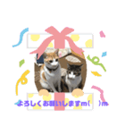 猫のスタンプฅ(^^ฅ) vol.2.1（個別スタンプ：6）