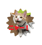 猫のスタンプฅ(^^ฅ) vol.2.1（個別スタンプ：8）
