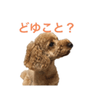 といぷーのあちゃん（個別スタンプ：6）
