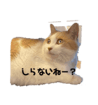紙をびりびりやぶってこんにちわねこ（個別スタンプ：1）