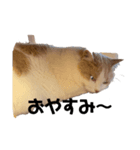 紙をびりびりやぶってこんにちわねこ（個別スタンプ：2）