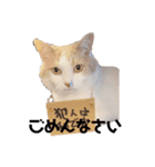 紙をびりびりやぶってこんにちわねこ（個別スタンプ：3）