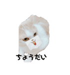 紙をびりびりやぶってこんにちわねこ（個別スタンプ：4）