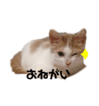 紙をびりびりやぶってこんにちわねこ（個別スタンプ：5）