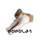 紙をびりびりやぶってこんにちわねこ（個別スタンプ：6）