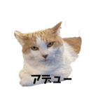 紙をびりびりやぶってこんにちわねこ（個別スタンプ：8）