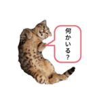 ミモザさんスタンプショップ5（個別スタンプ：2）