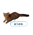 ミモザさんスタンプショップ5（個別スタンプ：4）