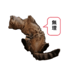 ミモザさんスタンプショップ5（個別スタンプ：6）