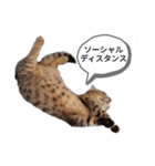 ミモザさんスタンプショップ5（個別スタンプ：7）
