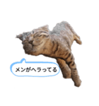 ミモザさんスタンプショップ5（個別スタンプ：8）