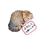 ミモザさんスタンプショップ5（個別スタンプ：13）