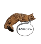 ミモザさんスタンプショップ5（個別スタンプ：14）
