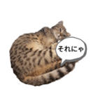 ミモザさんスタンプショップ5（個別スタンプ：16）