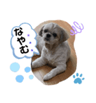 みことわんこ⑯（個別スタンプ：1）