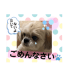 みことわんこ⑯（個別スタンプ：8）