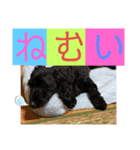 真っ黒ダップー3（個別スタンプ：3）
